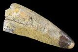 Bargain, Real Spinosaurus Tooth - Robust Tooth #119593-1